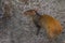 The red-rumped agouti Dasyprocta leporina, also known as the golden-rumped agouti, orange-rumped agouti or Brazilian agouti, is