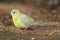 Red-rumped parrot