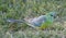 Red rumped parrot