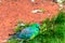 Red-rumped parrot psephotus haematonotus sitting in the grass