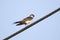 Red rumped swallow