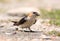 Red rumped swallow