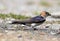 Red rumped swallow