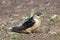 Red-rumped swallow Cecropis daurica