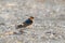 Red rumped Swallow resting on the ground