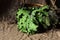 Red Russian kale leaves artistically arranged in a basket.