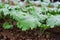 \'Red Russian\' Kale plants