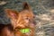 red Russian long haired Toy Terrier lying on the ground