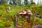 Red russula emetica mushroom on moss in forest