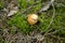 Red Russula  mushroom