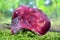 Red russula mushroom