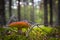 Red russula mushroom grows in moss