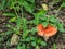 Red Russula, Russulaceae