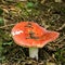 Red Russula, Russulaceae
