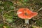 Red Russula, Russulaceae