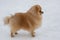 Red sable pomeranian spitz puppy is standing on a white snow in the winter park. Deutscher spitz or zwergspitz