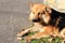 A red sad stray dog lies on the grass beside a stone wall.