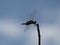 Red Saddlebags Dragonfly against blue sky and white clouds silhouetted by the morning sun.