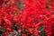 Red sage flower, red salvia splendens blooming in the autumn at the park