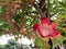 Red Sala flower is blooming, Shorea robusta, Dipterocarpaceae, Indian hard trees Is important to Buddhism