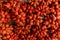 Red Salacca. Salak fruit. Salacca zalacca, Snake fruit background. Closeup Salak Palm