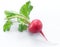 Red salad redish with leaves on the white background