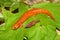 Red Salamander (Pseudotriton ruber)