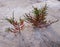 Red salicornia europaea growing on the salt marshland, scenic natural background. Dzharylhach island beach, Ukraine