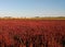 Red salicornia europaea plantation growing on the salt marshland, scenic natural background. Ustrychne lake beach in