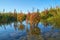 Red salicornia europea plant reflecting in water during autumn