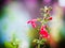 Red salvia coccinea, scarlet Sage.