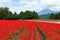Red Salvia farm and mountain
