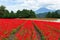 Red Salvia field