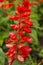 Red Salvia Flower