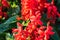 Red salvia flower growing in garden at morning sunrise