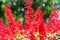 Red Salvia hatch in the afternoon sun