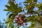 Red samaras on branches of maple against blue sky