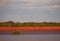 Red sand cliffs and mangrove tree at Roebuck Bay