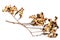 Red sandalwood tree, sandalwood tree, bead tree, coralwood tree or adenanthera pavonina fruits isolated on white background