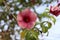 Red savlon Mandevilla flower on the branch of green tree.