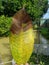 Red Scale insect injure on mangosteen fruit in Viet Nam