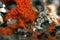 Red scale lichens