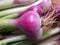 Red Scallion bulb