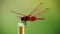 Red scarlet darter dragonfly male insect footage