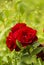 Red scarlet decorative roses in summer garden in drops of rain