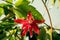Red scarlet flame passionflower vine