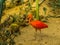 Red scarlet ibis walking in a desert, colorful and tropical bird from america and the caribbean, popular pet in aviculture