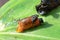 A red scarlet lily beetle larva crawling on a leaf