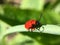 Red scarlet lily beetle laying  insect eggs