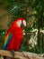 Red scarlet macaw bird in Mexico